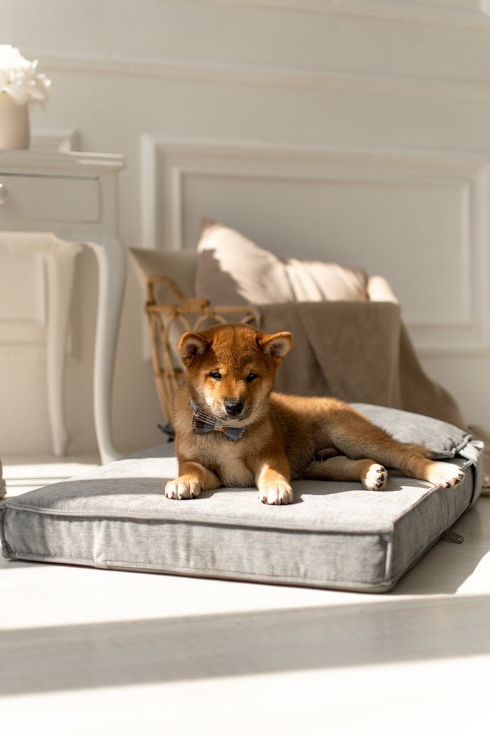 A cute Shiba Inu puppy lying on a cushion in a sunlit, stylish bedroom.