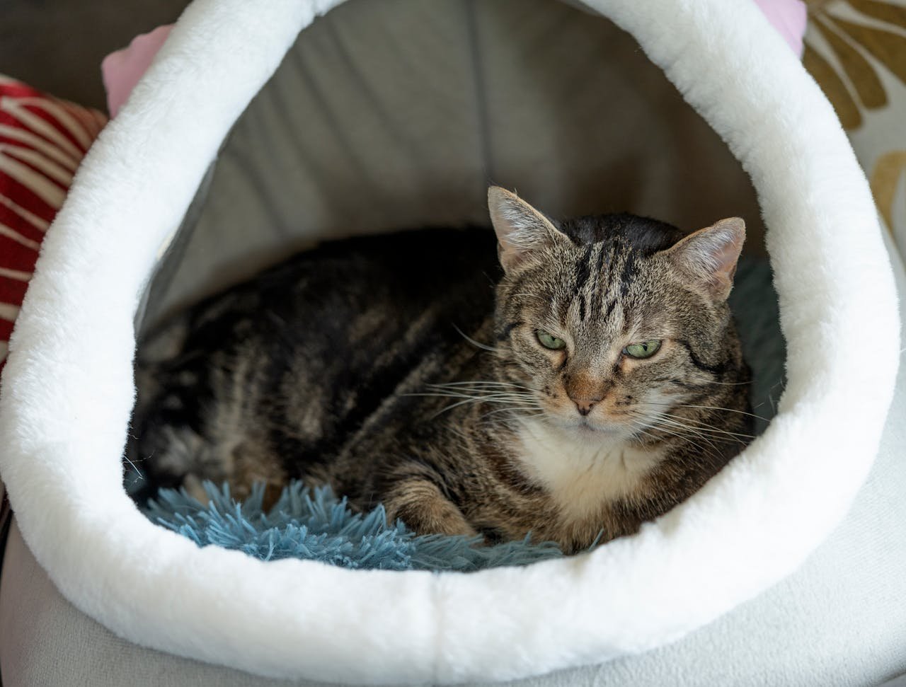 A relaxed tabby cat resting in a plush white pet bed at home.