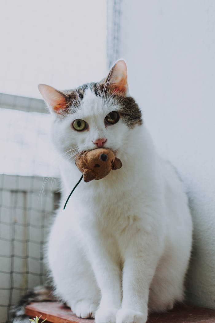 Cute domestic cat indoors holding a toy mouse, playful and endearing.