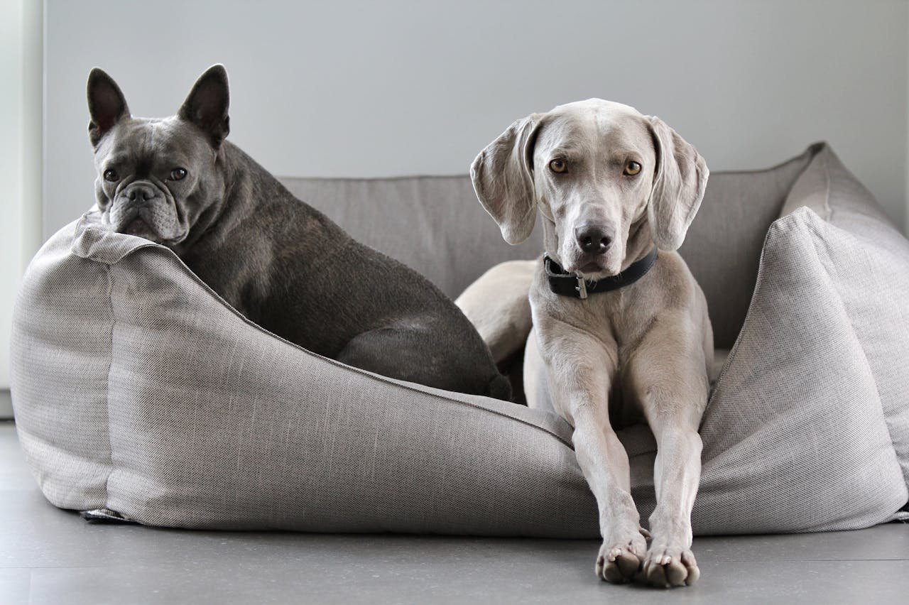 A Weimaraner and French Bulldog lounging on a cozy pet bed at home.