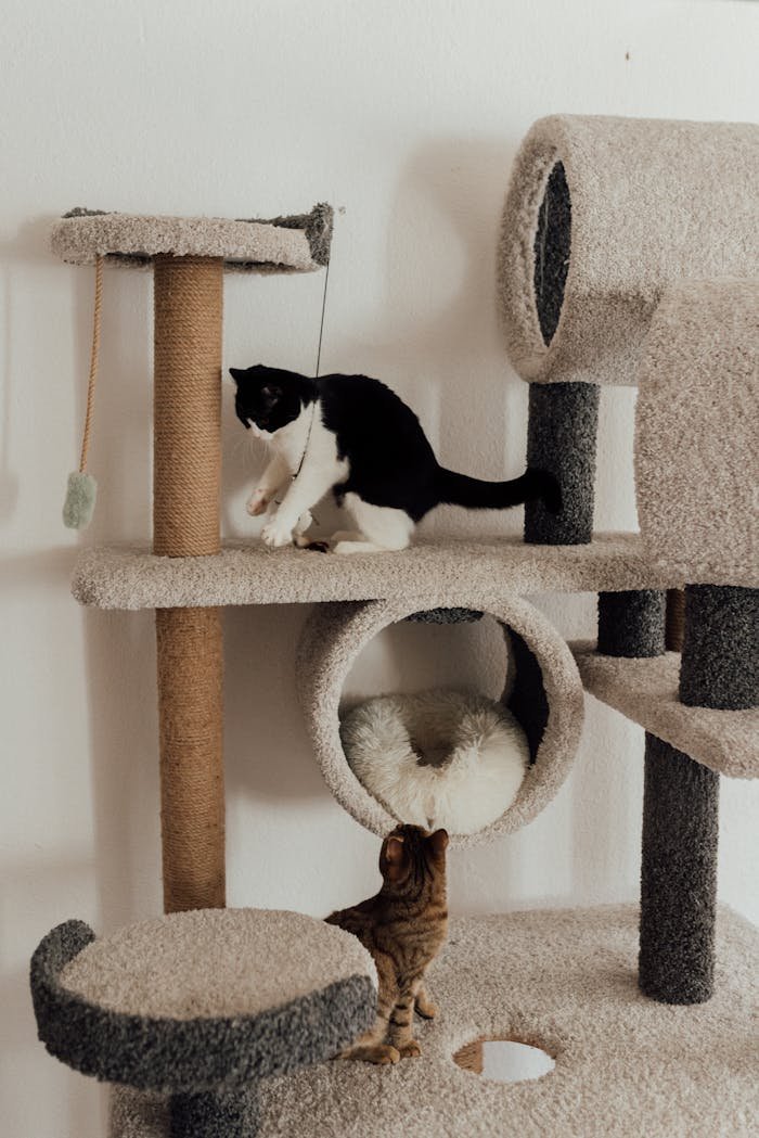 Two playful cats on a modern cat tree, exploring their indoor playground.